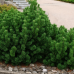 Borovica horská (Pinus mugo) ´PUMILIO´ – výška 10-20 cm, ⌀ 10-15 cm, kont. C2L